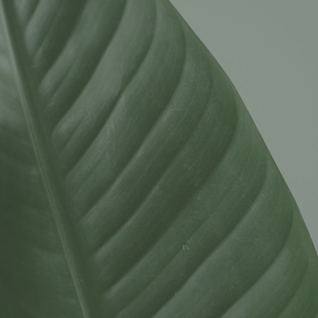Close-up image of palm leaf plant
