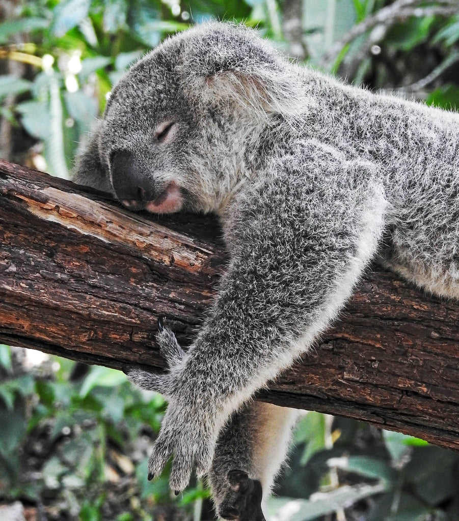 Sleeping koala hugging a tree in Australia, tired koala, dead koala, koala mattress, improve sleep, weighted blanket